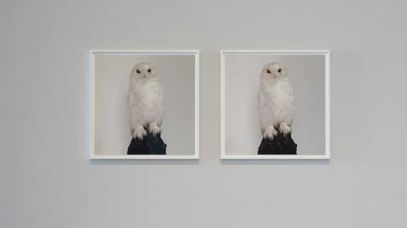 Descubre en profundidad Dead Owl, de la exposición de Roni Horn
